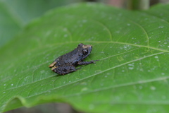 Pristimantis walkeri