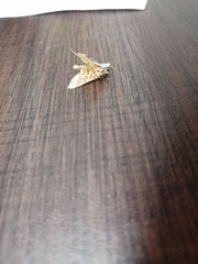 Polygrammodes eleuata