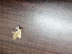 Polygrammodes eleuata