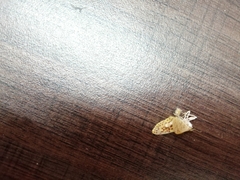 Polygrammodes eleuata