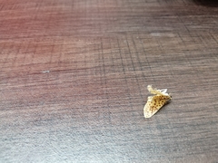 Polygrammodes eleuata