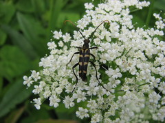 Leptura annularis