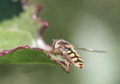 Austroscaeva occidentalis