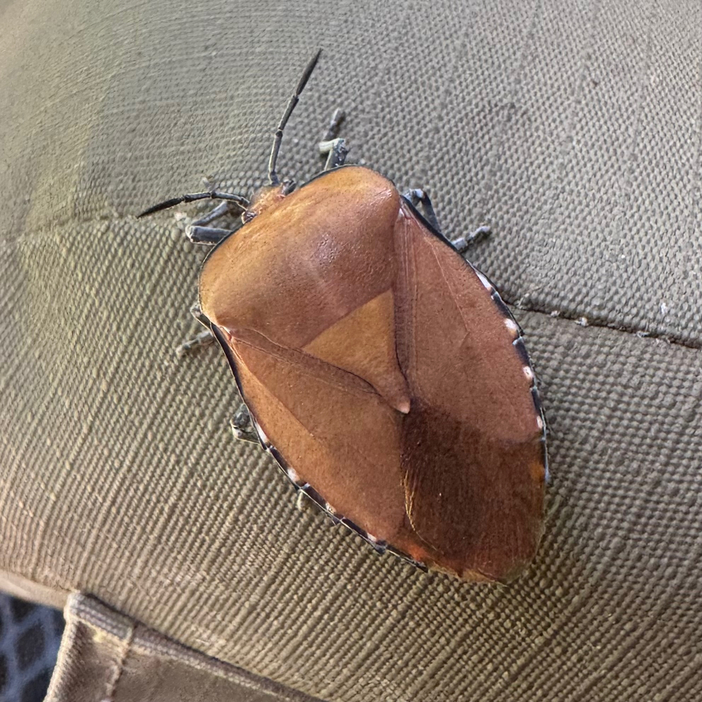 Tessaratoma aethiops