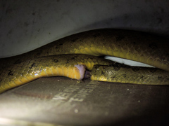 Leptodeira splendida