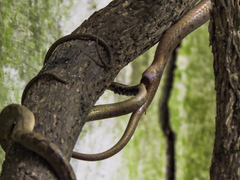 Leptodeira splendida