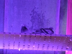 Columba livia domestica