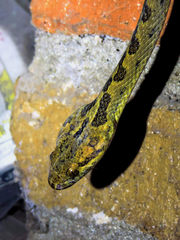 Leptodeira splendida