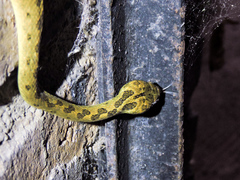 Leptodeira splendida