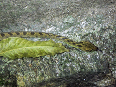 Leptodeira splendida