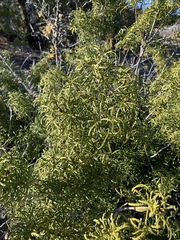 Choisya dumosa