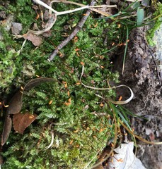 Rhynchostegium serrulatum