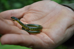 Erythrolamprus epinephalus