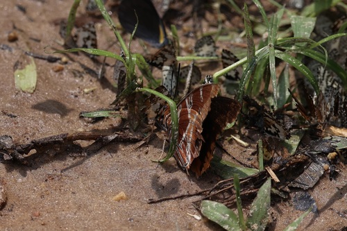 Eudoxus Charaxes