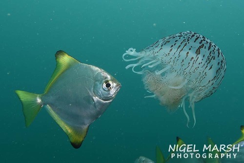 Diamondfish
