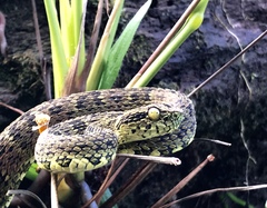 Bothrops pulcher