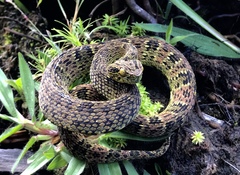 Bothrops pulcher