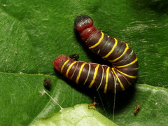 Eudaminae
