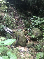 Bothrocophias microphthalmus