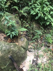 Bothrocophias microphthalmus