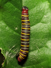 Eudaminae