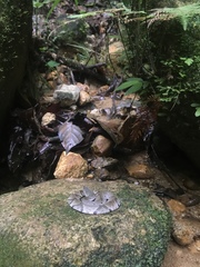 Bothrocophias microphthalmus