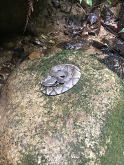 Bothrocophias microphthalmus