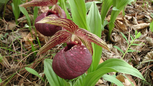 Tibetan Lady's Slipper Orchid