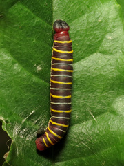Eudaminae