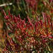 Salicornieae - Photo (c) Eric Jacob, algunos derechos reservados (CC BY-NC), uploaded by Eric Jacob