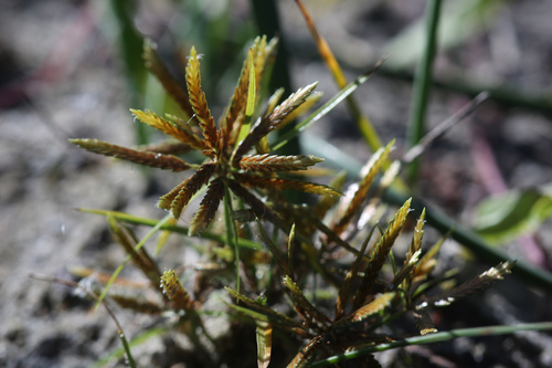 fern flatsedge (Cyperus filicinus)