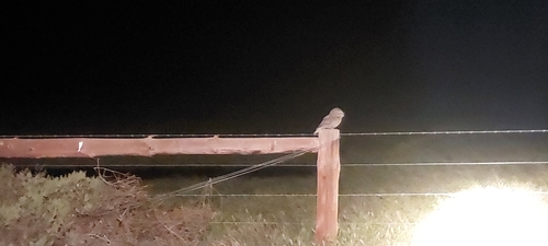 Tawny Frogmouth
