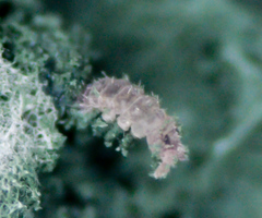 Ceratophysella