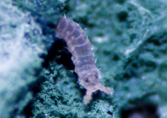 Ceratophysella