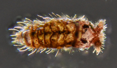 Ceratophysella