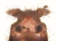 Ceratophysella