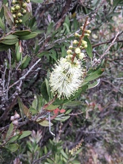 Melaleuca pallida