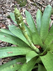 Werauhia