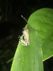 Pristimantis ventrimarmoratus