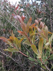 Melaleuca pallida