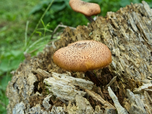 Fungi