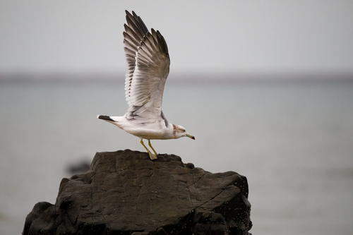 Black-tailed Gull