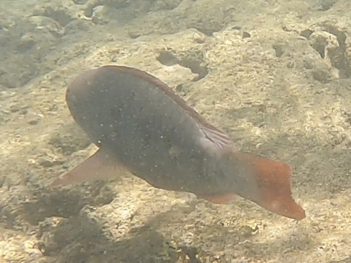 Chlorurus perspicillatus observed 2025-10-03