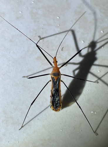 Pisilus tipuliformis