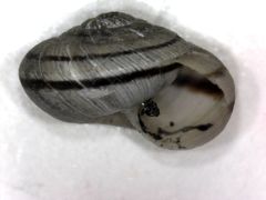 Oreohelix strigosa
