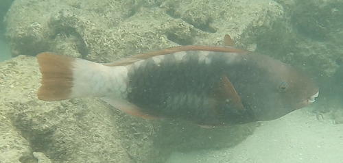 Chlorurus perspicillatus observed 2025-10-03