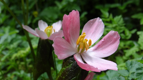 Himalayan Mayapple