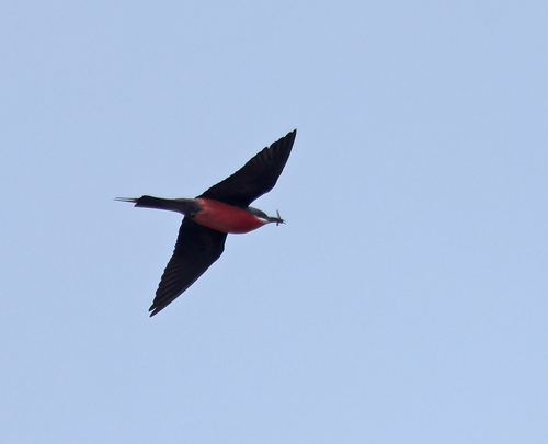 Rosy Bee-eater