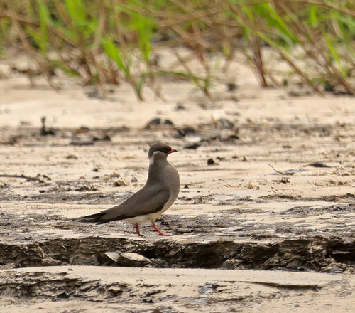 Rock Pratincole