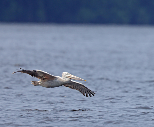 Pink-backed Pelican